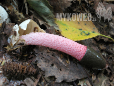 Mutinus ravenelii