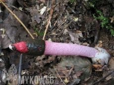 Mutinus ravenelii