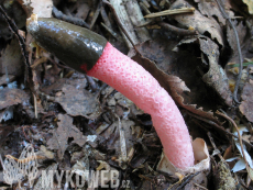 Mutinus ravenelii