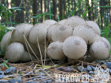 Lycoperdon nigrescens