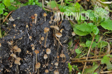 Psathyrella tenuicula