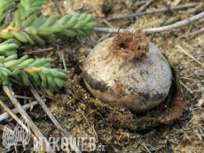 Disciseda bovista