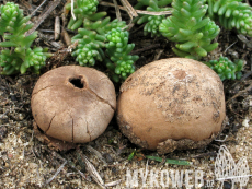 Disciseda bovista