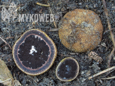 Elaphomyces muricatus