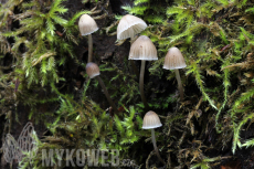 Mycena hiemalis