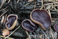 Peziza subviolacea