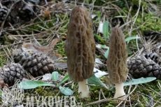 Morchella conica