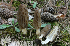 Morchella conica
