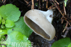 Helvella confusa