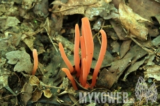 Clavaria rosea