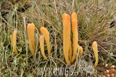 Clavaria argillacea