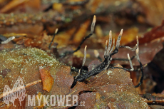 Xylaria carpophila