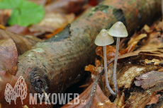 Mycena amicta