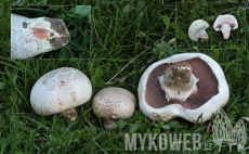 Agaricus bernardii