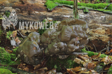 Gyromitra sphaerospora