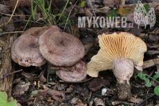 Lactarius flexuosus