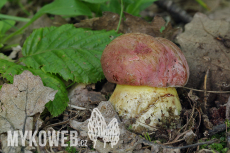 Boletus fuscoroseus