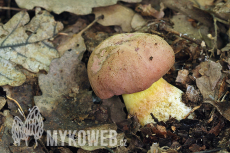 Boletus fuscoroseus