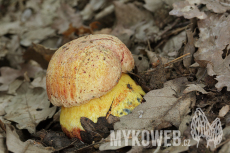 Boletus rhodopurpureus