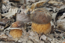 Boletus aereus