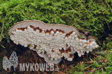 Ganoderma applanatum