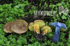 Boletus pulverulentus