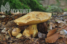 Boletus subappendiculatus