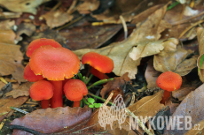 Hygrocybe miniata