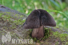 Pluteus atromarginatus