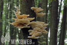 Pleurotus pulmonarius