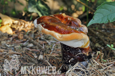 Ganoderma lucidum