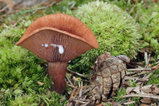 Lactarius camphoratus