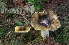 Tricholoma viridilutescens