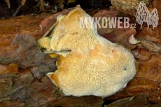 Diplomitoporus flavescens