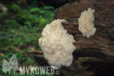 Hericium alpestre