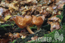 Gyromitra infula