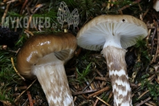 Hygrophorus olivaceoalbus