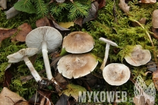 Tricholoma cingulatum