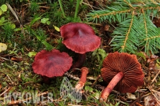 Cortinarius sanguineus