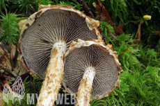 Hemistropharia albocrenulata