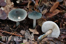 Lepiota grangei