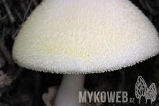 Volvariella bombycina