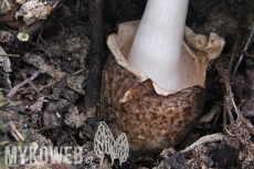 Volvariella bombycina