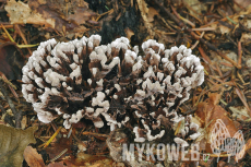 Thelephora anthocephala