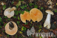 Hygrophorus pudorinus