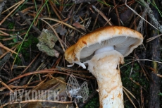 Tricholoma focale