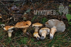 Tricholoma focale