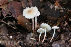 Cystolepiota seminuda