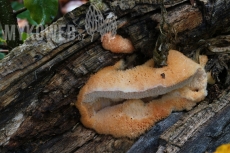 Climacodon pulcherrimus