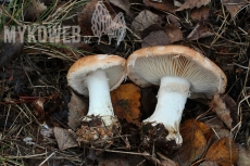 Leucocortinarius bulbiger